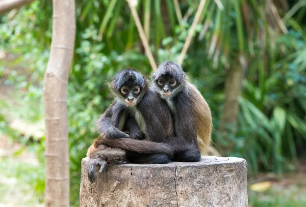 Singes araignées sur la nature — Photo