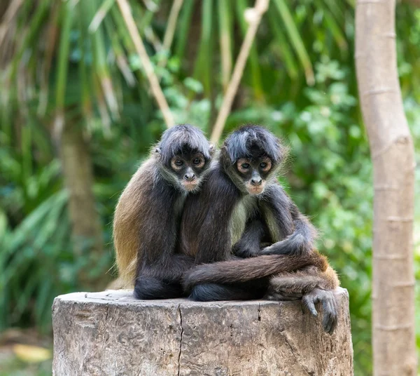 Spider monkeys  on nature — Stock Photo, Image