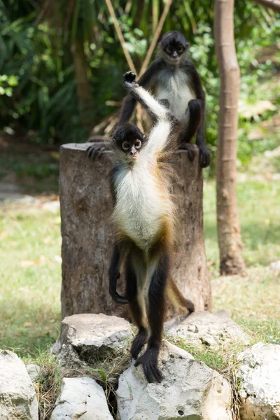 Macacos-aranha na natureza — Fotografia de Stock