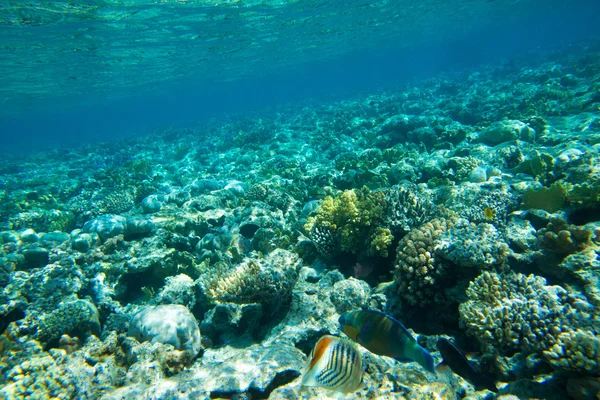 Panorama submarino con peces — Foto de Stock