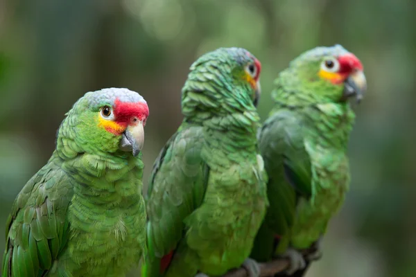 Kleurrijke Macaws papegaaien — Stockfoto
