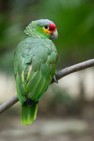 Exotische papegaai vogel — Stockfoto