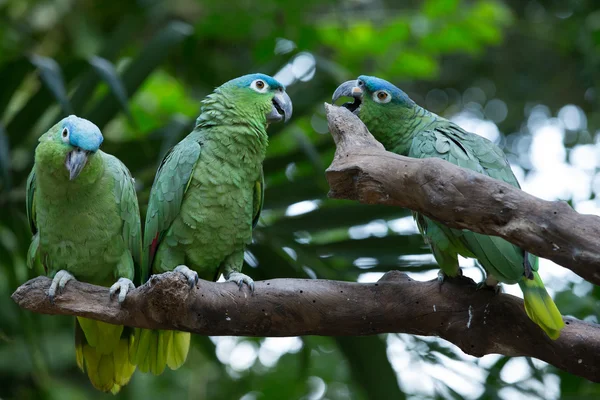 Kleurrijke Macaws papegaaien — Stockfoto