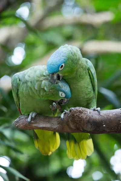 Барвисті папуги папуга — стокове фото