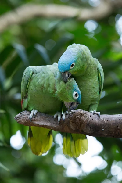 Papagaios Macaws coloridos — Fotografia de Stock