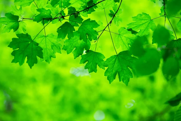 Hojas verdes fondo —  Fotos de Stock