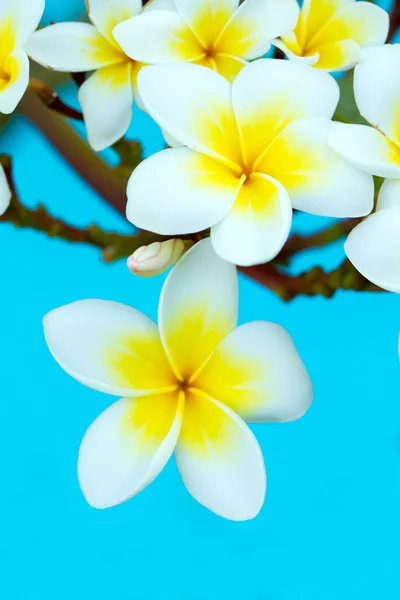 Flores de frangipani na árvore — Fotografia de Stock