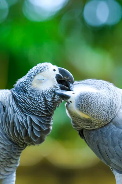 Papagaios Macaws coloridos — Fotografia de Stock