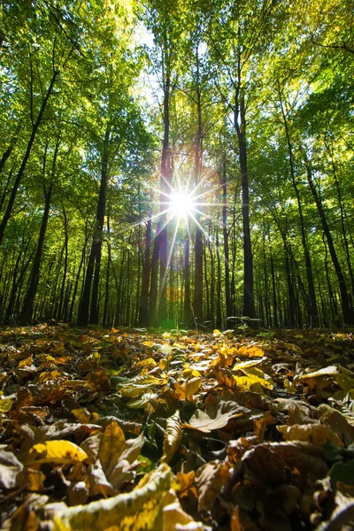 Alberi forestali in legno verde — Foto Stock