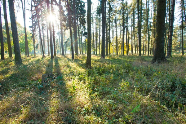 Forest trees in green wood — Stock Photo, Image