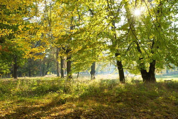 Árboles forestales en madera verde —  Fotos de Stock