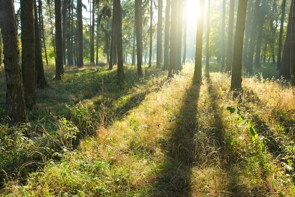 Forest trees in green wood — Stock Photo, Image