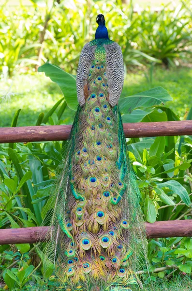 Pfau auf grünem Hintergrund — Stockfoto