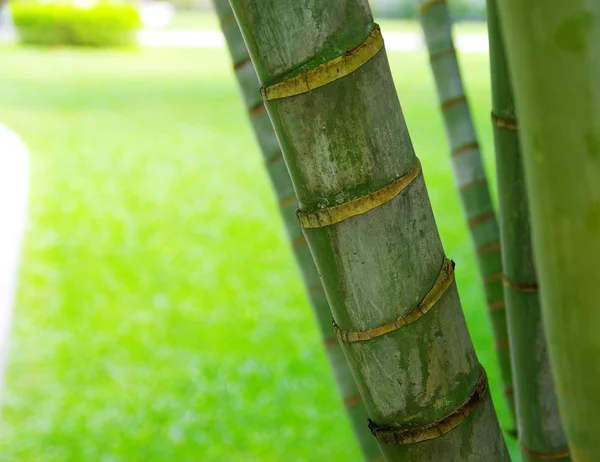 Bambou isolé sur vert — Photo