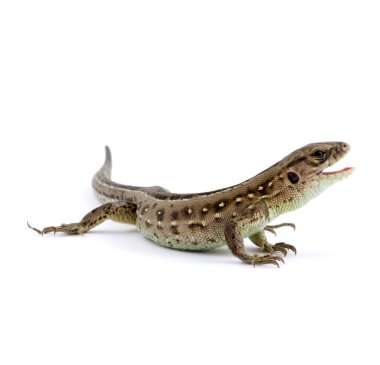 Küçük kertenkele izole