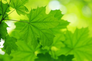 yeşil yapraklar arkaplan