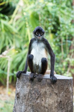 Doğa örümcek maymun