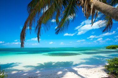 Palmiye ağacı ve sahil