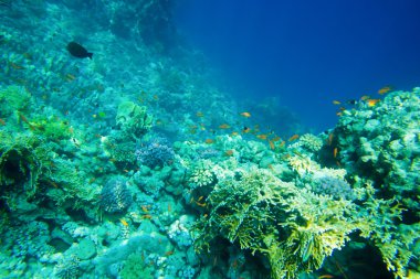 Balık ile sualtı panorama