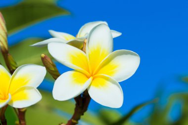 Frangipani çiçek ağaç üzerinde