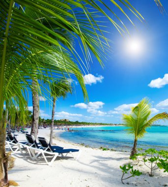 plaj ve tropikal deniz