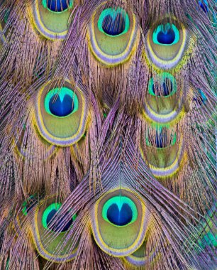 Tavus kuşu tüyleri desen yaptı