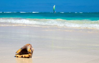 plaj ve tropikal deniz