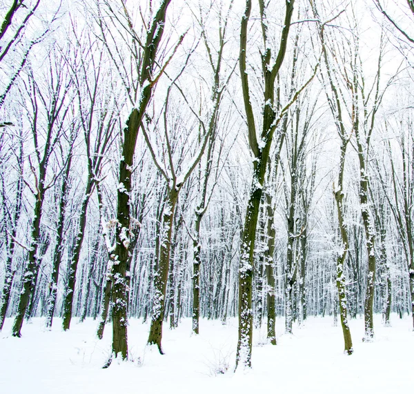 ป่าฤดูหนาวที่สวยงาม — ภาพถ่ายสต็อก