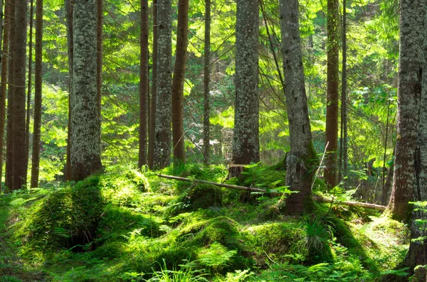 Bos bomen in hout — Stockfoto