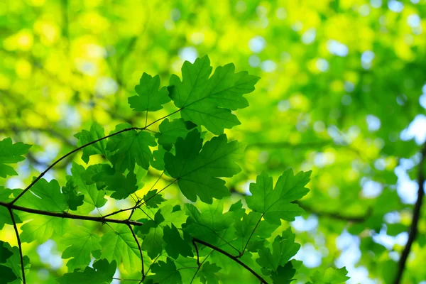 Grüne Blätter Hintergrund — Stockfoto