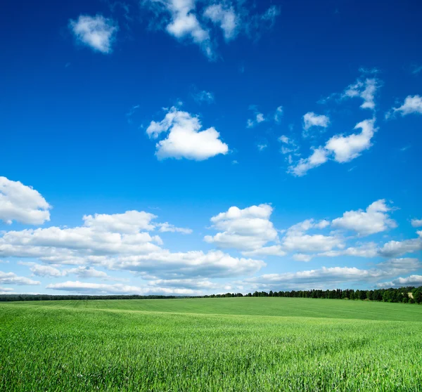 Grönt fält och blå himmel — Stockfoto