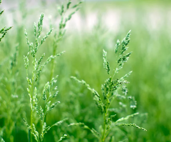 Zielona trawa na tle — Zdjęcie stockowe