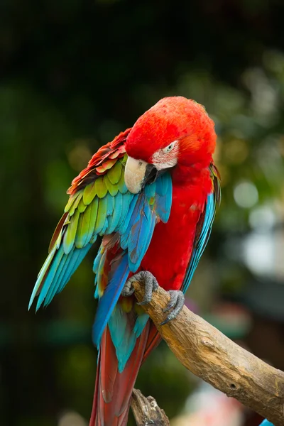 Parrot sitting  perch — Stock Photo, Image