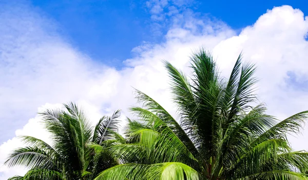 Green palm trees — Stok fotoğraf