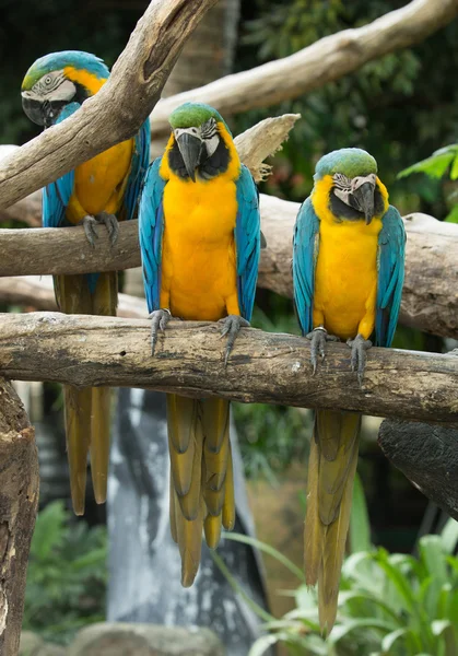 Colorful Macaws parrots — Stock Photo, Image