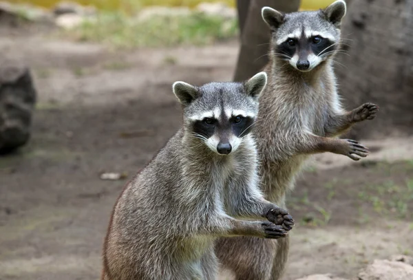 Animales de mapache en la naturaleza —  Fotos de Stock
