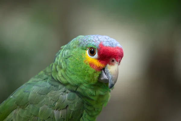 Pássaro de papagaio na natureza — Fotografia de Stock