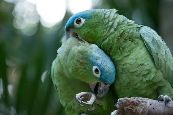 Colorful Macaws parrots — Stock Photo, Image