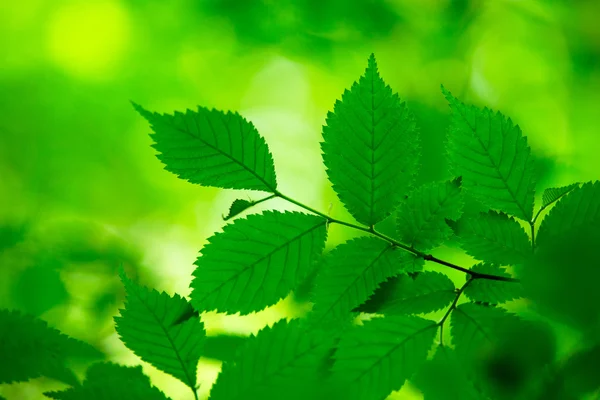 Hojas verdes fondo — Foto de Stock