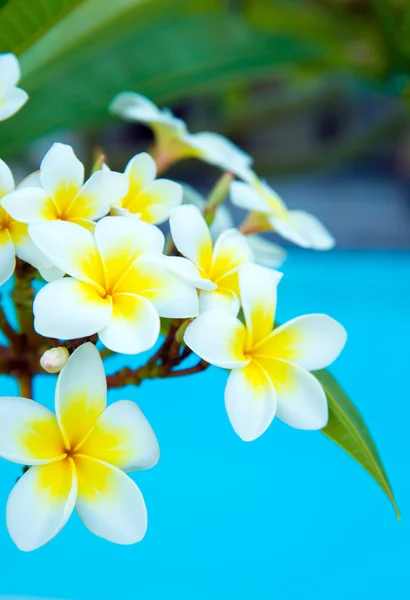 Kwiatów Frangipani na drzewo — Zdjęcie stockowe