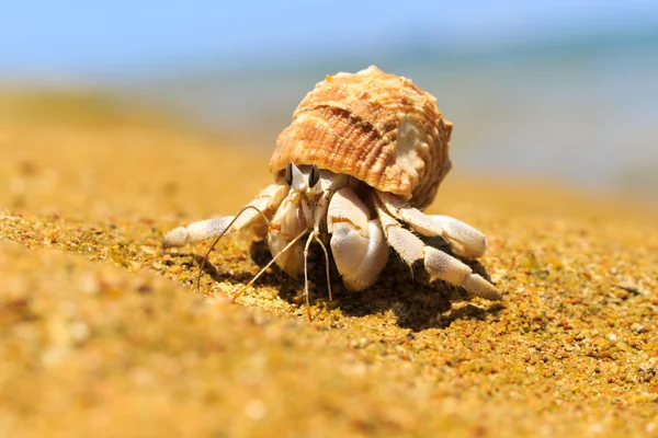 Hermit Crab in screw shell — Stock Photo, Image