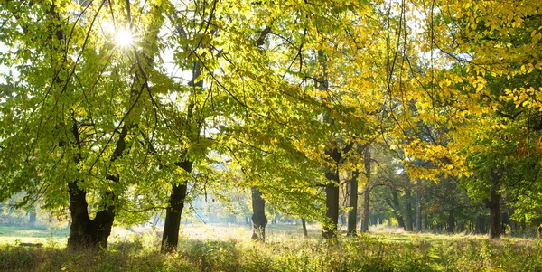 Waldbäume in Holz — Stockfoto