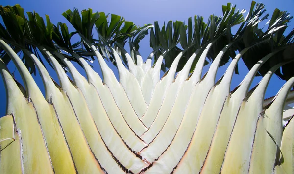 Palmboom op sky — Stockfoto