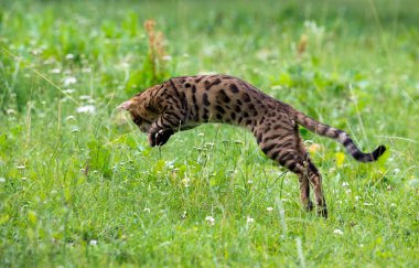Kedi çimenlerin üzerinde çalışır