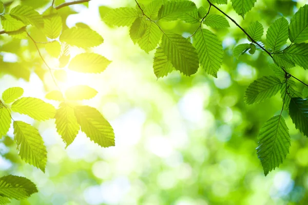 Groene bladeren achtergrond — Stockfoto