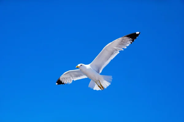 A gaivota voa contra o céu — Fotografia de Stock