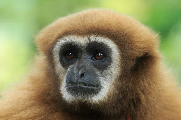 Gibbon  face in zoo — Stock Photo, Image