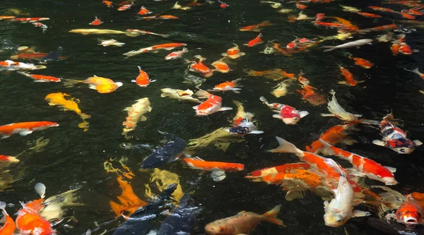 Carps swimming in water — Stock Photo, Image