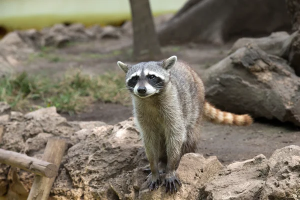 Mapache animal en la naturaleza — Foto de Stock