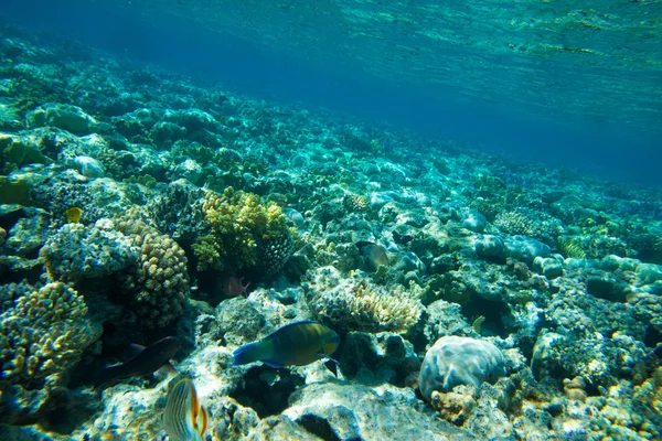 Podvodní panorama s ryb — Stock fotografie